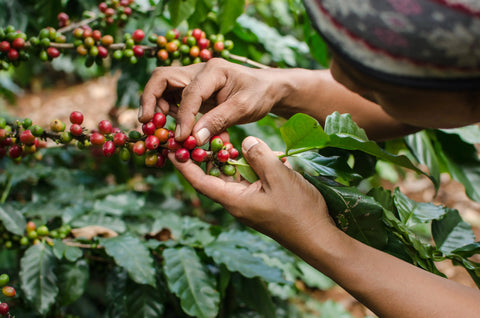 Fairtrade - Artisan Java Tea