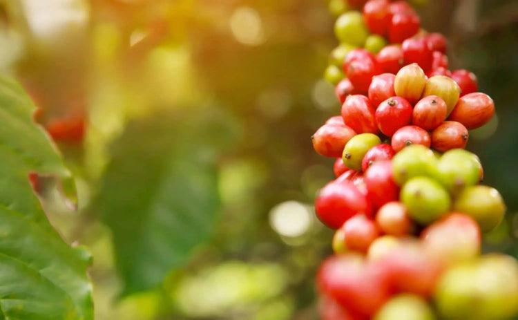 Ripe and unripe coffee cherries on branch with green leaves in natural sunlight